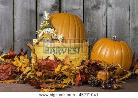 Pumpkin Harvest