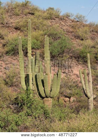 Desert Landscape with Saguaro Cacti