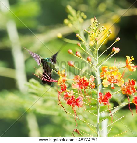 Antillean Crested Hummingbird (orthorhyncus Cristatus)