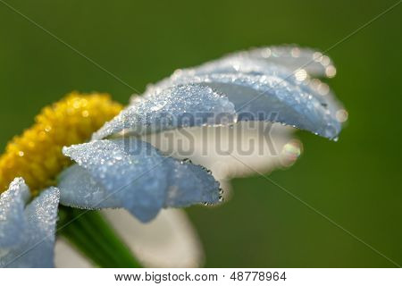 Daisy