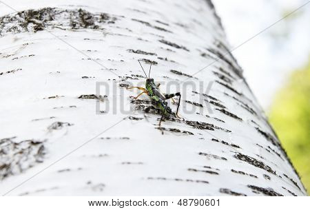 Grasshopper Podisma (sub) Alpina