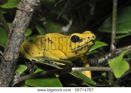 Golden Poison Frog