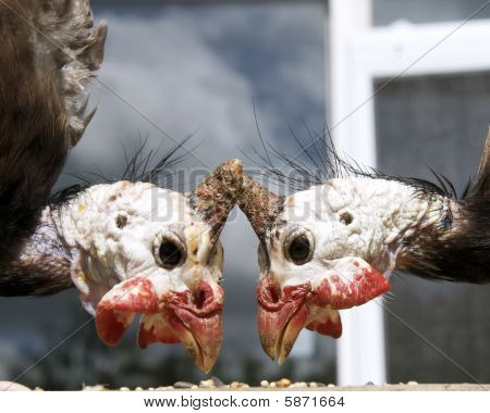 Two Guinea fowl