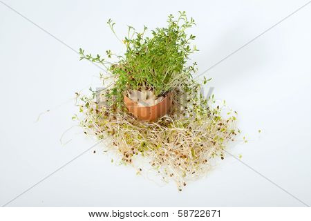 Fresh Alfalfa Sprouts and Spring Easter Egg
