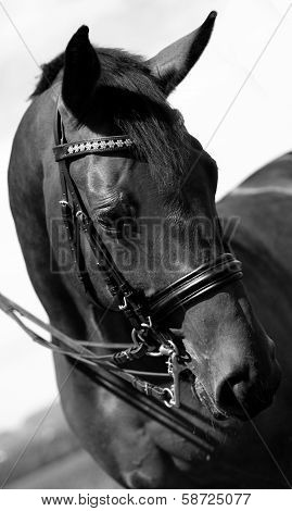 Beautiful horse