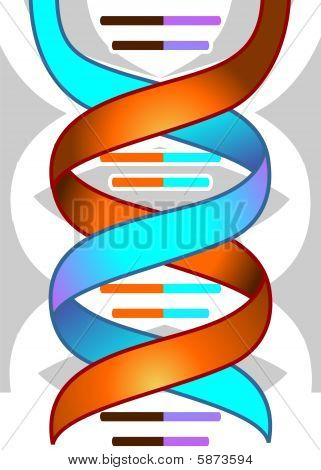 DNA model