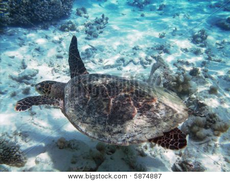 Tartaruga e barriera corallina