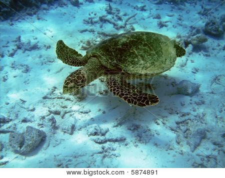 Tartaruga e barriera corallina