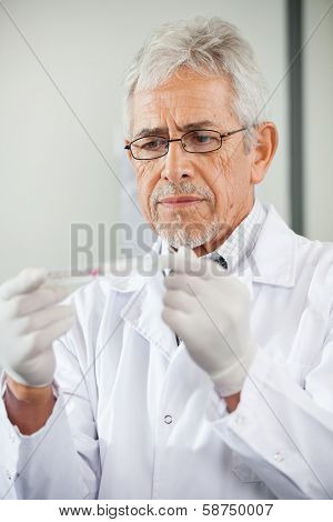 Mature male technician analyzing microtiter plate in laboratory