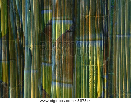 Bambusové pozadí