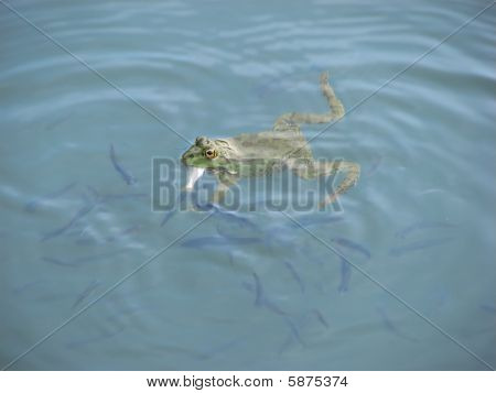Mangiare pesce rana