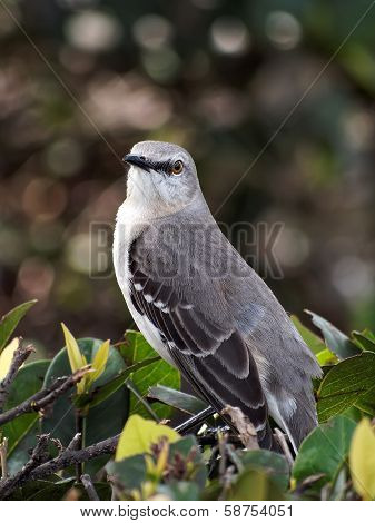 Northern Mockingbird I See You