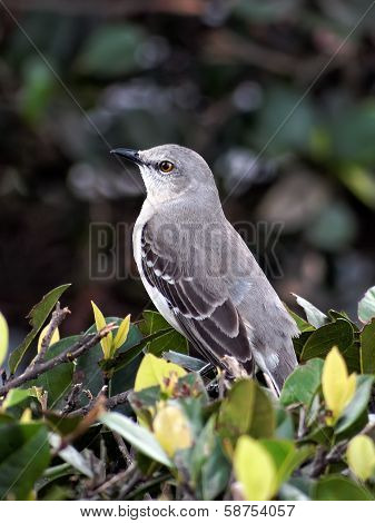 Portrait of a Northern Mockingbird