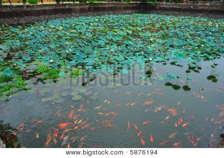 Koi Among Lotus (Hue, Vietnam)