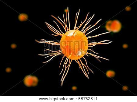 NEISSERIA GONORRHOEAE BACTERIA