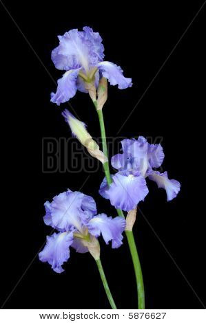 Iris bleus