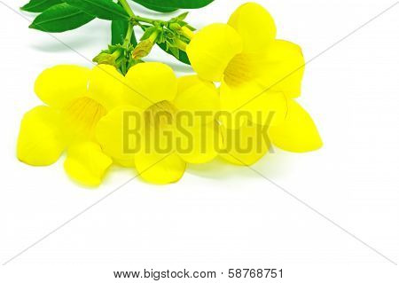 Allamanda