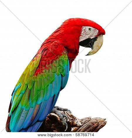Greenwinged Macaw