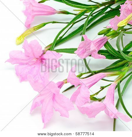 Ruellia