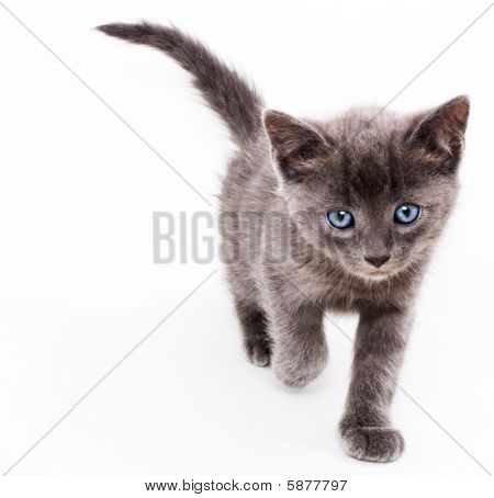 새끼 고양이