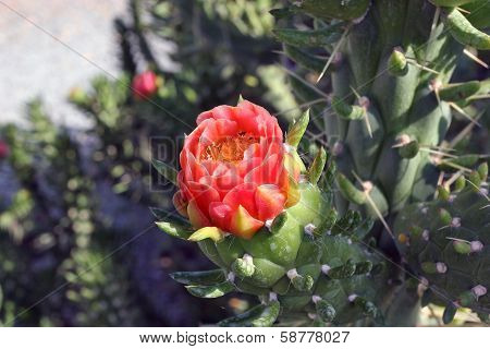 Blooming Cactus