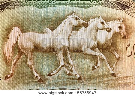 IRAQ - CIRCA 1978: Arabian Horses on 25 Dinars 1978 Banknote from Iraq.