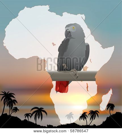 African map with background and Grey Parrot