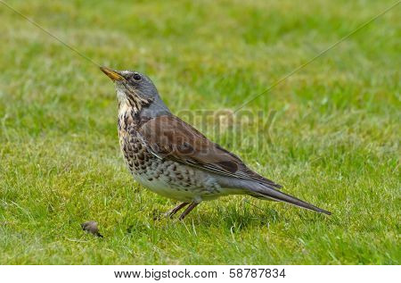 thrush outdoor (Turdus Obscurus)