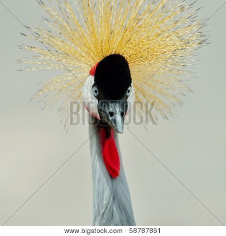 The Grey Crowned Crane outdoor (Balearica regulorum)