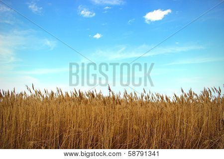 Grove of Reeds