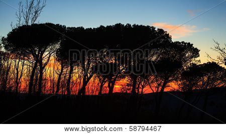 Silhouette Of Trees
