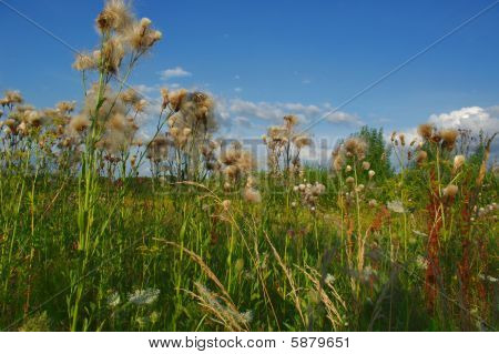 野生の草。