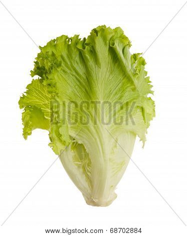 Lettuce