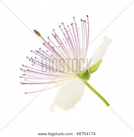 Caper Flower