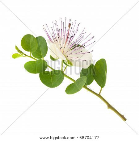 Caper Flower