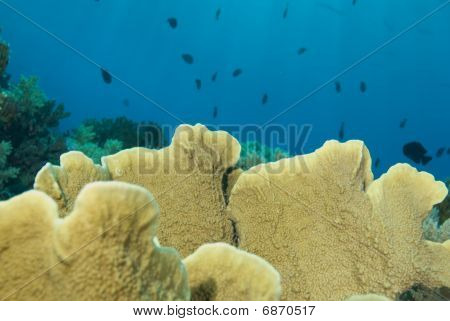 Plate Fire Coral