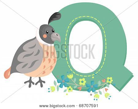 Q For Quail
