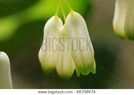 Three white flowers against a green background