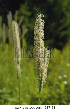 Natuur, Hay