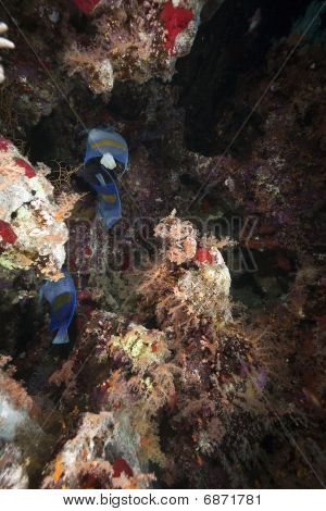 Yellowbar Angelfish og Ocean