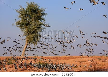 Flock Of Demoiselle Crains Near Khichan Village, India