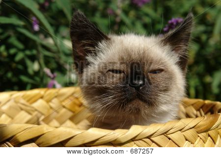바구니에 Siting 샴 고양이 