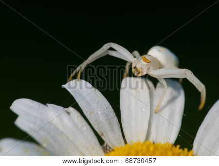 Crab Spider