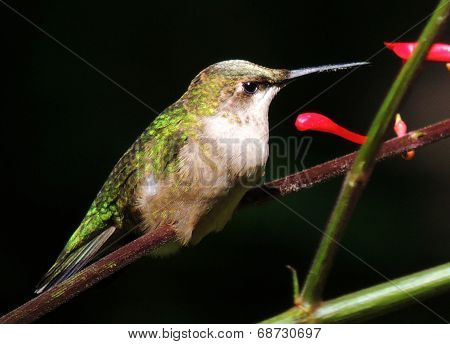 Humming Bird