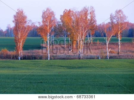 Autumn etudes