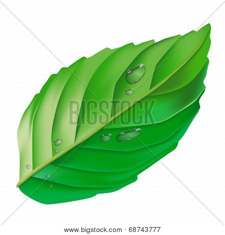 Green Leaf