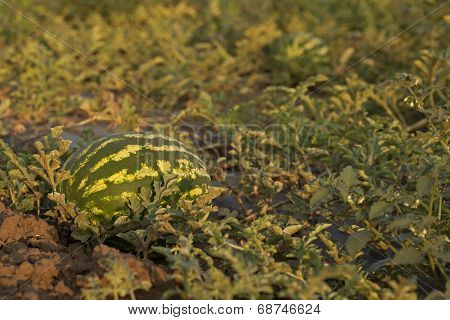Ripe watermelon on field