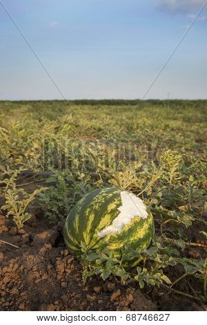 Watermelon with rabbit teeth marks