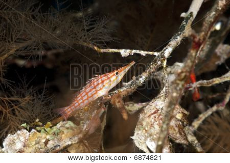 Longnose Hawkfish a fekete korall