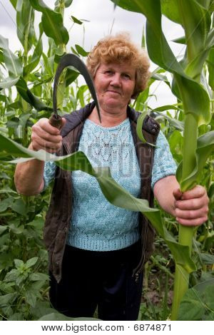 Reaper oogsten de maïsveld